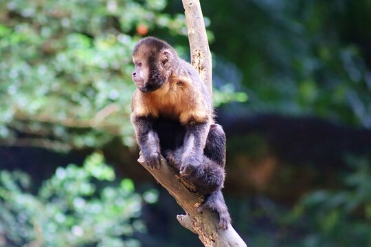 A yellow-breasted capuchin monkey perched on a branch in Brazil. Also known as macaco prego do peito amarelo, in Portuguese. 