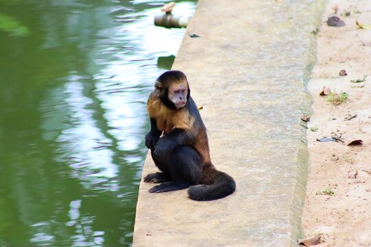 A yellow-breasted capuchin monkey in Brazil, also known as macaco prego do peito amarelo, in Portuguese. 