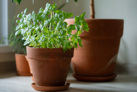 Young basil plants thriving in a terra cotta pot, placed on a light wooden countertop by a window, ideal for indoor gardening, cooking, and fresh organic ingredients