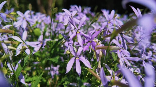Wild geranium flowers with purple petals and green leaves in wind. Close wild geranium flower.