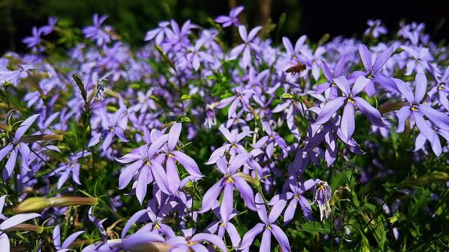 Wild geranium flowers with purple petals and green leaves in wind. Close wild geranium flower.