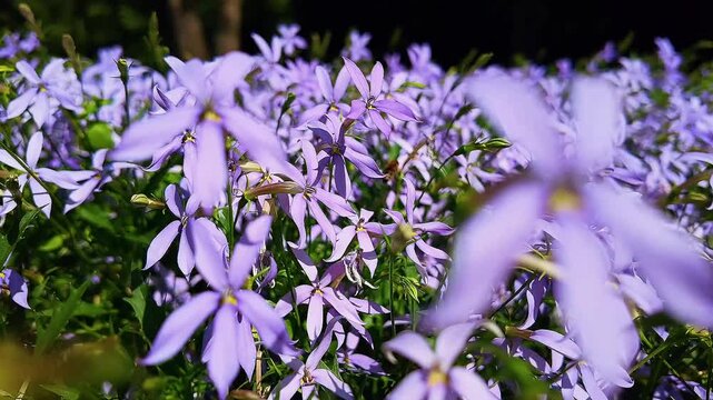 Wild geranium flowers with purple petals and green leaves in wind. Close wild geranium flower.
