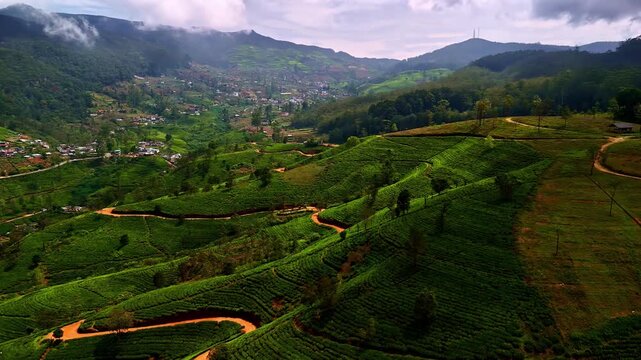 Aerial view of lush green tea plantations covering the rolling hills of the central highlands under a cloudy sky in Sri Lanka.