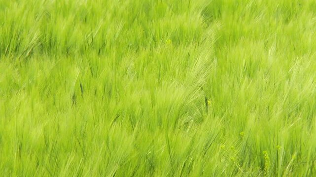  4K Freash Barley on Summer Field