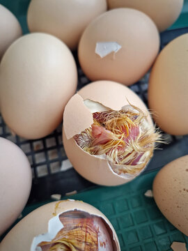 Close-up miracle of life as tiny chicks begin to hatch from their eggs in an incubator. Inside the cracked shells, wet downy feathers and small beaks are visible as the birds struggle to emerge