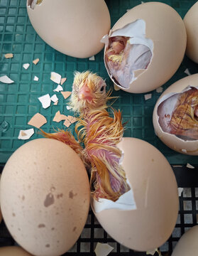 Close-up miracle of life as tiny chicks begin to hatch from their eggs in an incubator. Inside the cracked shells, wet downy feathers and small beaks are visible as the birds struggle to emerge