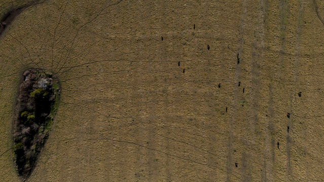 Patrones geom&eacute;tricos y texturas agr&iacute;colas vistos desde un drone sobre campos de cultivo en Argentina