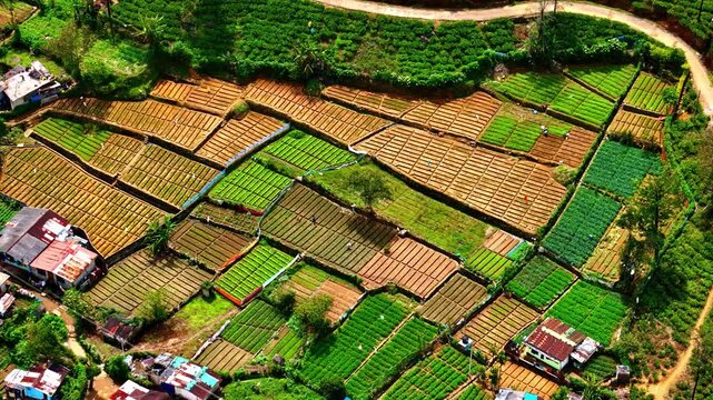 Aerial view of terraced vegetable fields with vibrant green and brown patches, small rural houses, and winding paths in the highlands of Sri Lanka.