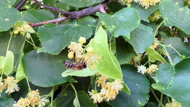 Bee collecting nectar on blooming linden tree flowers among green leaves in summer