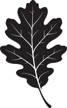 Solid black silhouette of an oak leaf with white vein details, isolated on a white background, flat leaves