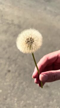 Hand holding a dandelion flower between fingers over grey asphalt surface in bright sunlight