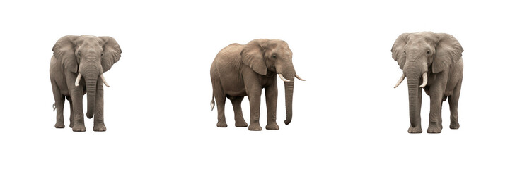 Obraz premium African Elephants with Tusks and Grey Skin Isolated on White Background PNG Clip Art for Wildlife and Nature Design Projects