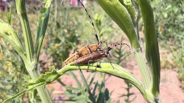 Two longhorn beetles mating on a green plant stem in close-up macro nature photograph