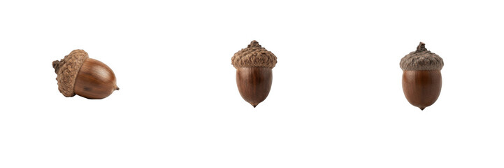 Three Brown Oak Acorns Isolated on White Background, Textured Nut Elements with Caps, Autumn Forest Nature Symbols, PNG Cutout Asset for Graphic Design © new