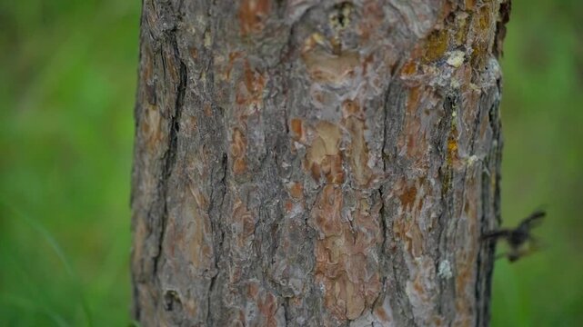S&auml;gebock (Prionus coriarius)crawls along the trunk of a pine tree, spreads its wings and flies away