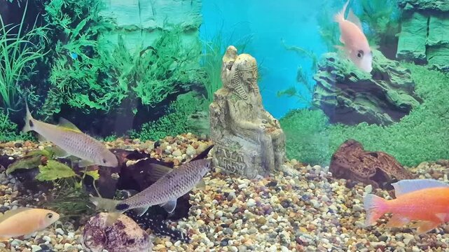 Colorful aquarium with tropical fish swimming among artificial rocks, green aquatic plants, and an Egyptian-style statue, multicolored gravel substrate, vibrant underwater scene, decorative aquarium