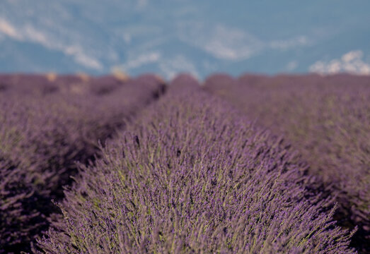 Fragrant Purple Blooming Lavender Growing in Fields on the Valensole Plateau, Provence, France