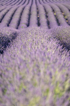 Fragrant Purple Blooming Lavender Growing in Fields on the Valensole Plateau, Provence, France
