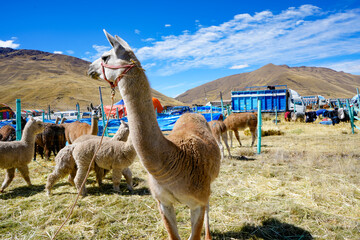 Obraz premium Llama with a red rope in the foreground at a high Andean livestock fair with trucks and pens behind