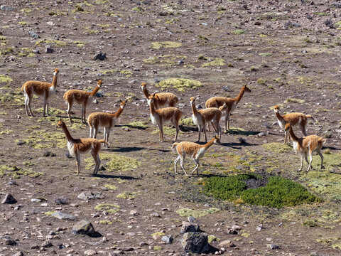 Group of wild vicunas moving across the stony puna seen from above, protected high Andean wildlife