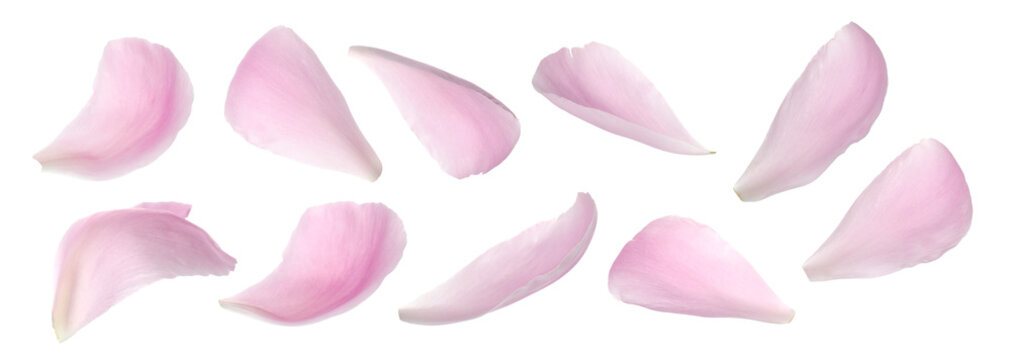 Pink peony petals isolated on white, set