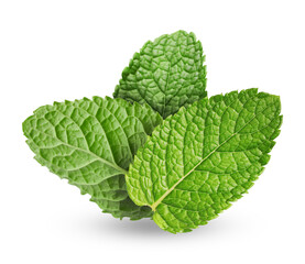 Mint leaves on white background. Aromatic herb © New Africa
