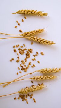 Wheat isolate on a white background. Selective focus.