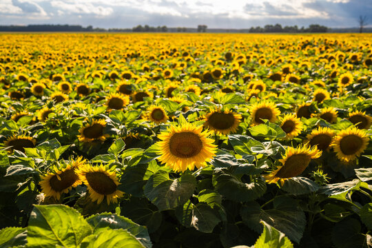 Wide view of blooming sunflower (Helianthus annuus) field on a sunny summer day with thousands of flowers stretching toward the horizon in rural agricultural landscape.
