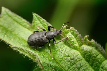 Rüsselkäfer auf dem grünen Blatt einer Brennnessel © Robert Schneider