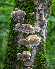 mushrooms on tree © Adrian de la Paz