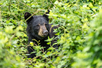 Naklejka premium bear in the woods