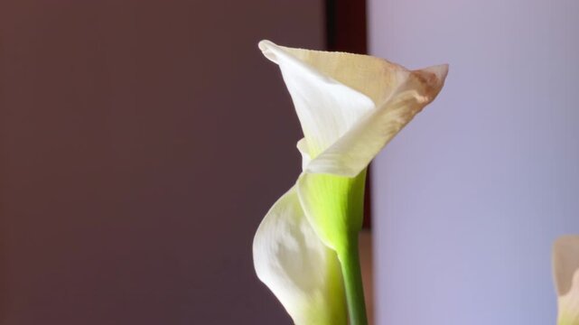 A white calla lily with a green stem stands still indoors against a soft neutral wall, its petal edges slightly curled and browning at the tip.