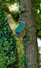 A solitary little birdhouse on a tree,surrounded by ivy.Pickering railway station. © PereVal-78