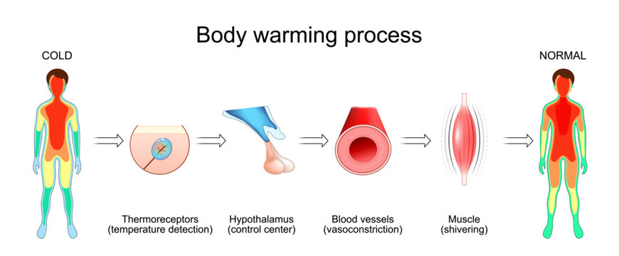 Body warming process. Thermoregulation. Homeostasis.