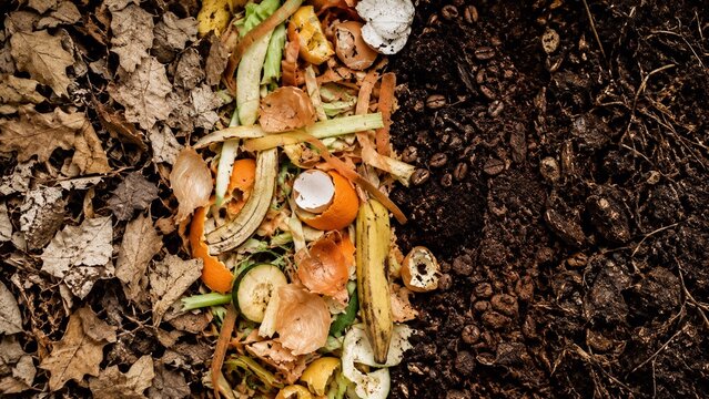 Food Scraps Composting in Rich Garden Soil Organic kitchen scraps decompose beside dark compost and dry leaves, illustrating sustainable waste recycling, soil enrichment, and home gardening.