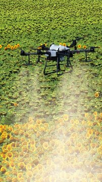 Close aerial view of an agricultural drone spraying pesticides or liquid fertilizer over a blooming sunflower field in summer. Precision farming and modern agriculture concept.