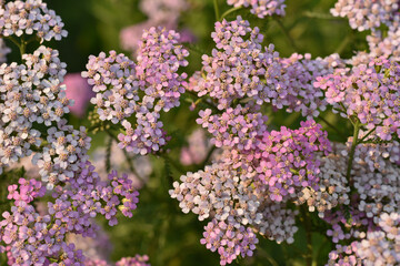 Common Yarrow white and pink flowers. Medicinal wild herb Yarrow ( Achillea millefolium). Medical plants concept. Herbs in nature. © Katerina Popova