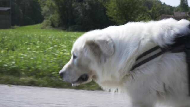 Maremma Sheepdog dog walks in a harness in a natural environment with a green lawn on a sunny day.
