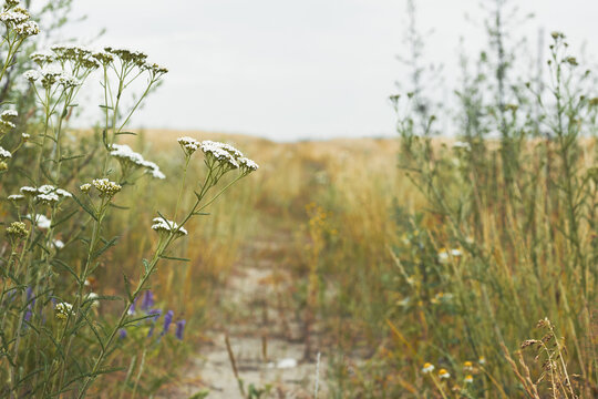 Beautiful late summer wild yarrow blossom with text copy space on a weathered countryside background