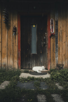 View of a white cat resting on the doorstep of a rustic wooden building with red door frames in Madise, Harju County, Estonia.
