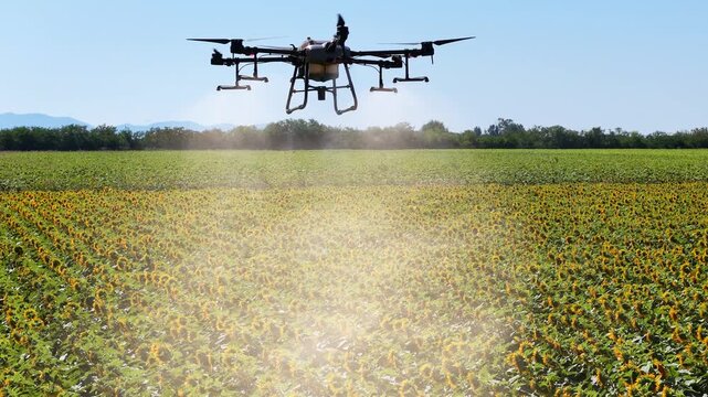 Close aerial view of an agricultural drone spraying pesticides or liquid fertilizer over a blooming sunflower field in summer. Precision farming and modern agriculture concept.
