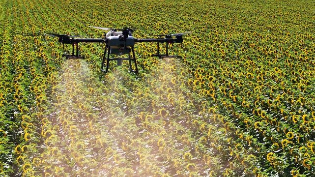 Close aerial view of an agricultural drone spraying pesticides or liquid fertilizer over a blooming sunflower field in summer. Precision farming and modern agriculture concept.
