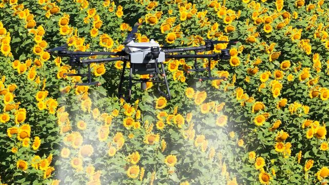Close aerial view of an agricultural drone spraying pesticides or liquid fertilizer over a blooming sunflower field in summer. Precision farming and modern agriculture concept.
