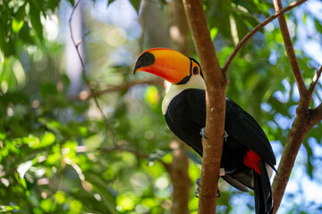 Vibrant Toco toucan with large orange beak perched on a tree branch amidst lush green foliage in tropical rainforest setting © Douglas Barbosa