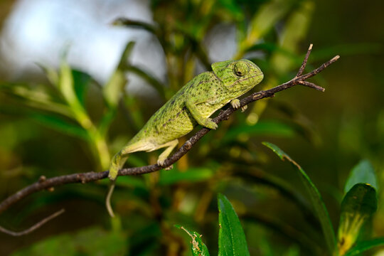 Mediterranean chameleon, common chameleon - juvenile // Europ&auml;isches Cham&auml;leon - Jungtier (Chamaeleo chamaeleon) - Algarve, Portugal