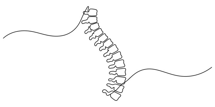 Continuous single line drawing of human spine showing vertebral column bones as a simple medical illustration for health and back pain therapy clinics Vector, illustration