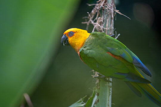 Vibrant jenday conure parrot with bright yellow head and green wings perched on a stalk in a lush tropical forest environment