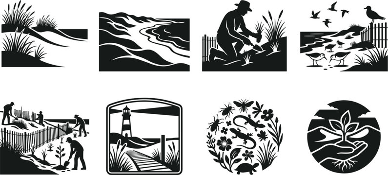 Coastal dune restoration vector set featuring beach grass planting, sand dunes, lighthouse, shorebirds, and environmental conservation illustrations