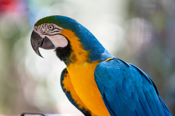 Close-up profile portrait of a vibrant blue and yellow macaw parrot resting outdoors with soft bokeh background © Douglas Barbosa