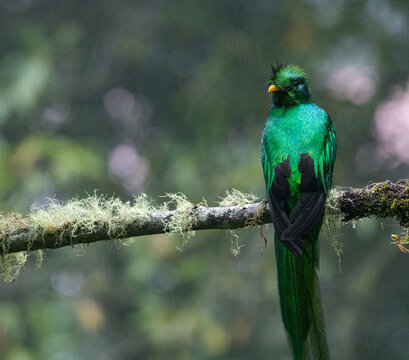 male quetzal bird in a rainforest in Panama